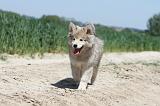 CHIEN FINNOIS DE LAPONIE 592